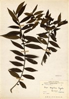 Eurya strigillosa Collection Image, Figure 1, Total 3 Figures